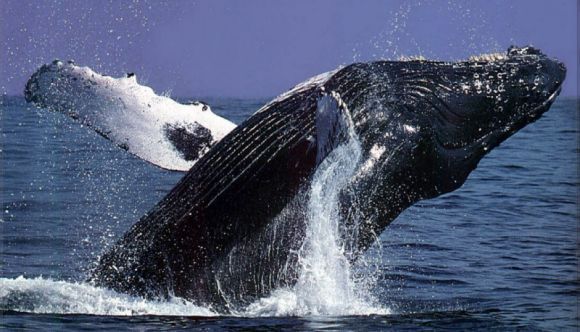 humpback whale Victoria