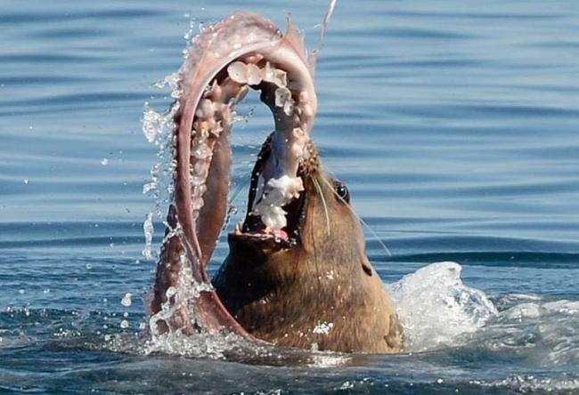 Sea Lion eating his favourite food octopus