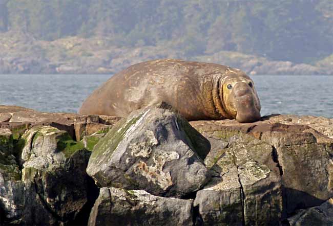 Elephant Seal at Race Rocks in Metchosin, BC