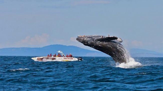 Vancouver Island whales