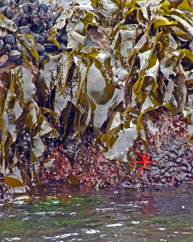 Kelp, barnacles and starfish at loow tide at Race Rocks Marine Protected area
