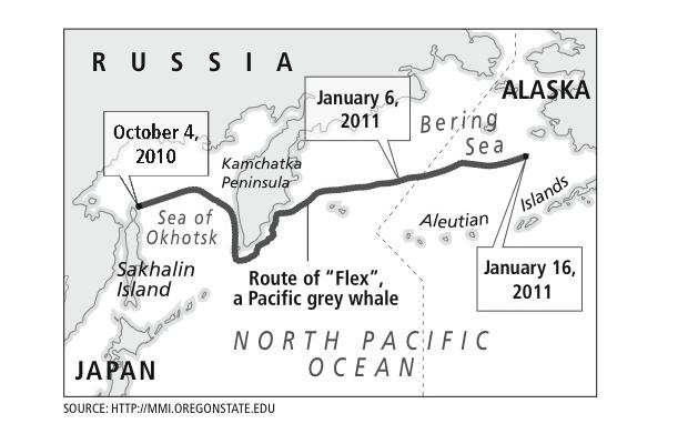 Pacific Grey whale migration from Russia to Alaska