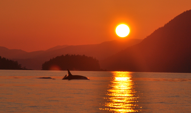 Orca Killer whale Salish Sea Victoria BC sunset October 2010