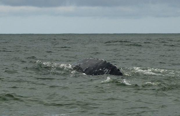 pacific grey whale