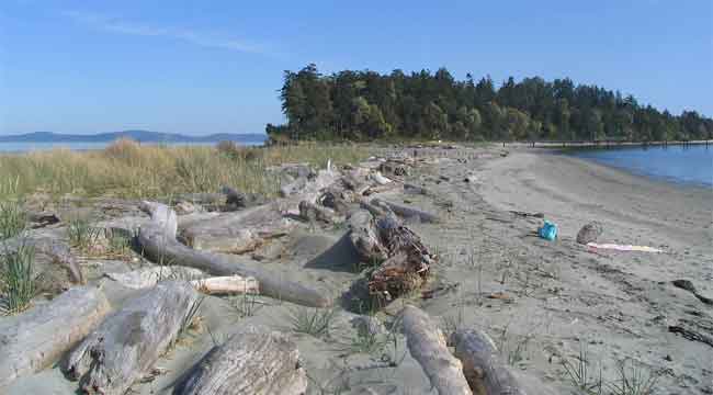 logs washed up on the sandy beaches of Sidney Spit