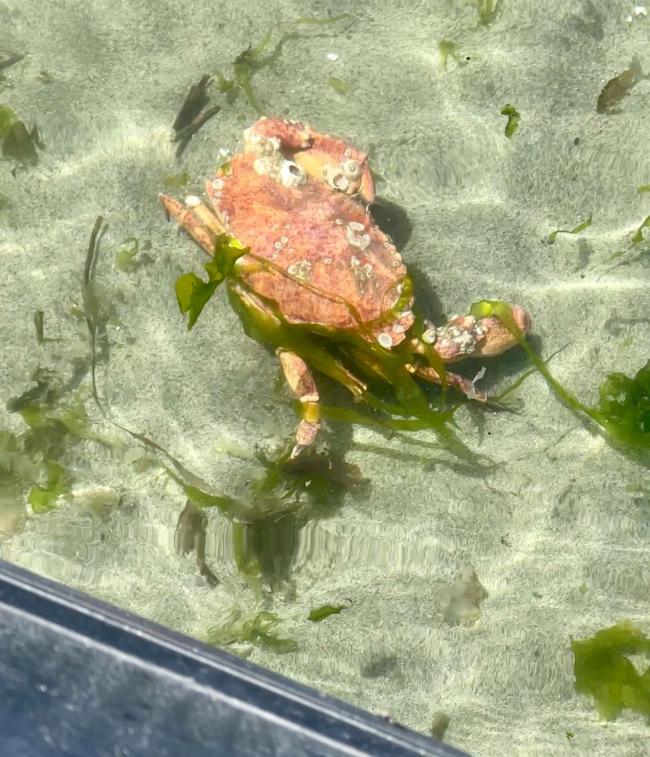 Dungeness crab Gulf Islands BC