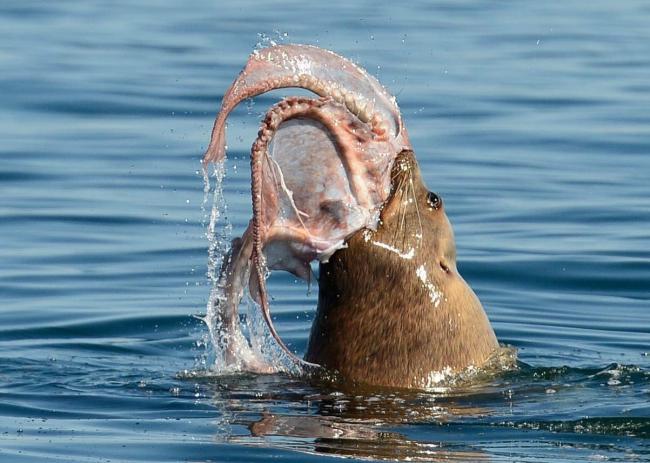 Sea Lion eating his favourite food octopus