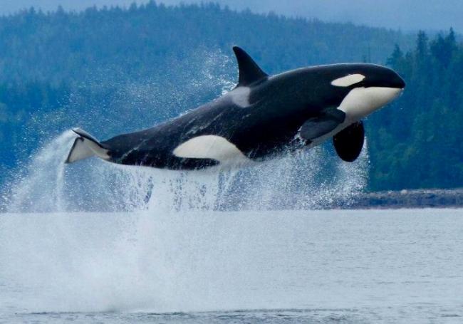 orca whale breach Vancouver island