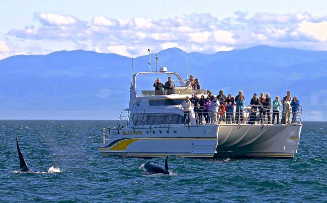 whale watching Victoria 4 hours catamaran